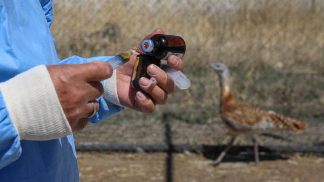 Bitkin halde bulunan "toy" kuşu tedaviye alındı